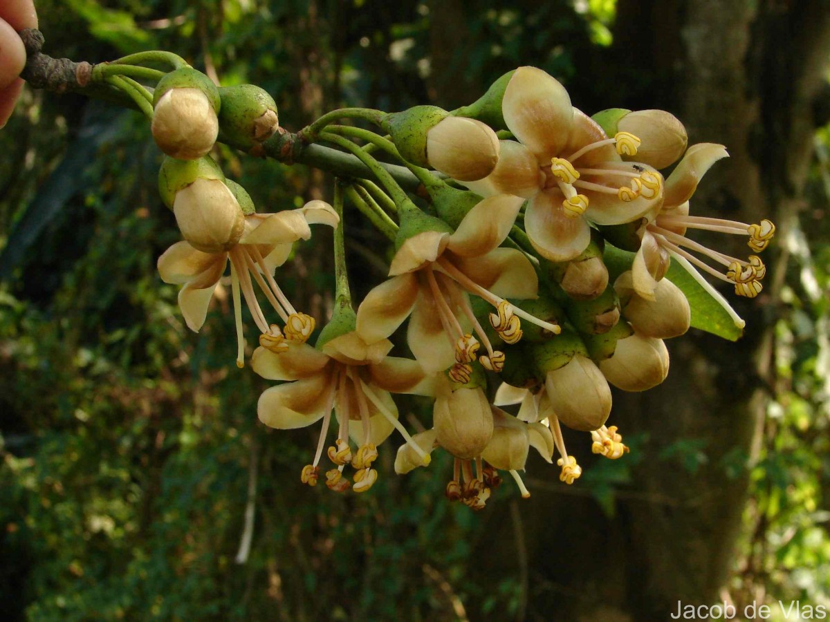Ceiba pentandra (L.) Gaertn.
